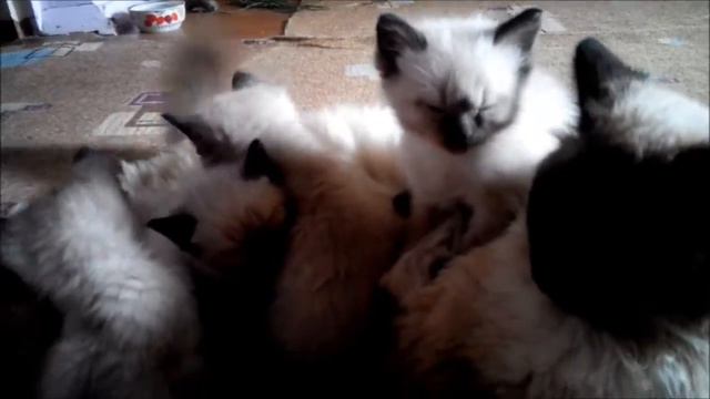 Тайские-сиамские котятки смотреть онлайн