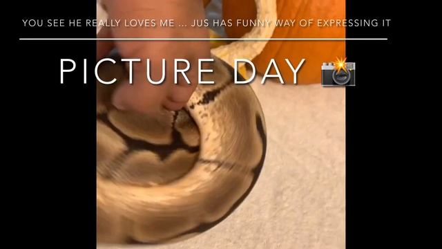 Spider bite by a snake - Angry Ball Python issues and some tips on control - part 1 смотреть онлайн