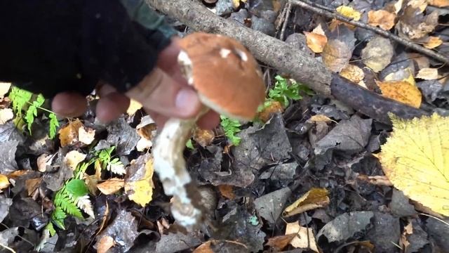 По грибы2023! Первые грибы октября! Подосиновики!