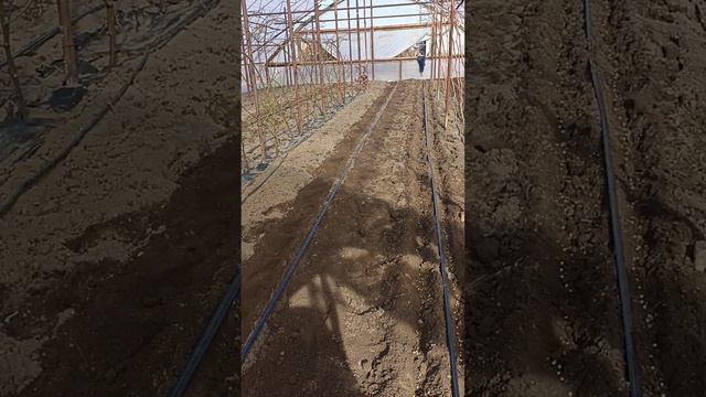 Посадка гороха в теплице. Февраль. 2024 смотреть онлайн