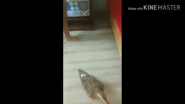 Чем занять себя на карантине, когда у тебя есть домашнее животное утка? Карантин во Вьетнаме, смешн смотреть онлайн