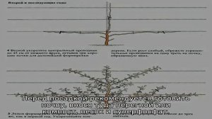 Груша Память Жегалова