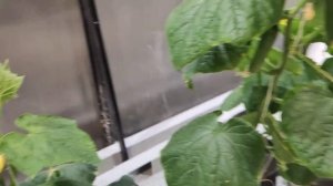 Гидропоника.Огурцы и томат выращивание  на перлите.