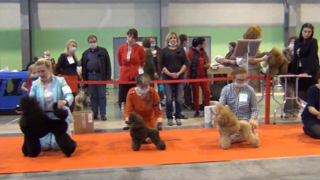 186 Моно пуделей 11.10.2020, БЭСТ юниоров смотреть онлайн