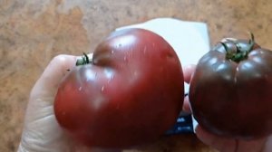 Томат гном Пурпурное сердце