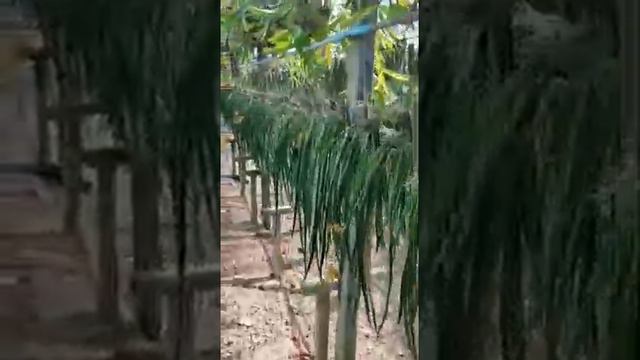 СМЫВАЕМ Тайские орхидеи! смотреть онлайн