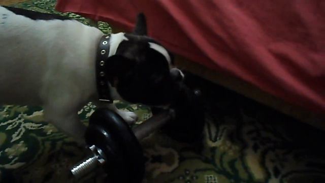 Французский бульдог и гантеля смотреть онлайн