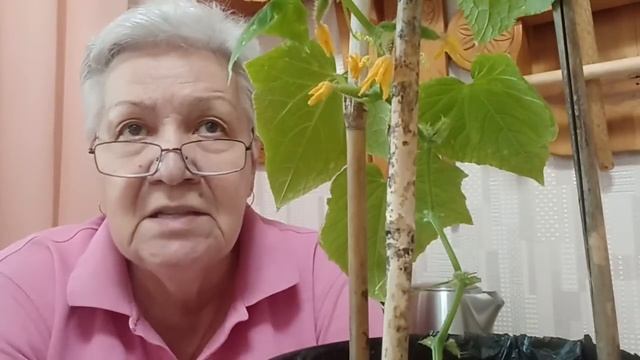 741. Огурцы на окне завязались и не растут... Что надо делать? смотреть онлайн