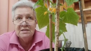 741. Огурцы на окне завязались и не растут... Что надо делать?
