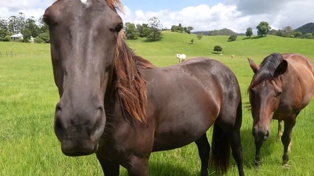 Звуки животных, Лошадь видео, Домашние животные смотреть онлайн