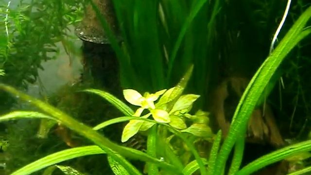 Фотосинтез аквариумных растений смотреть онлайн
