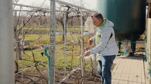 Пошаговая подвязка винограда