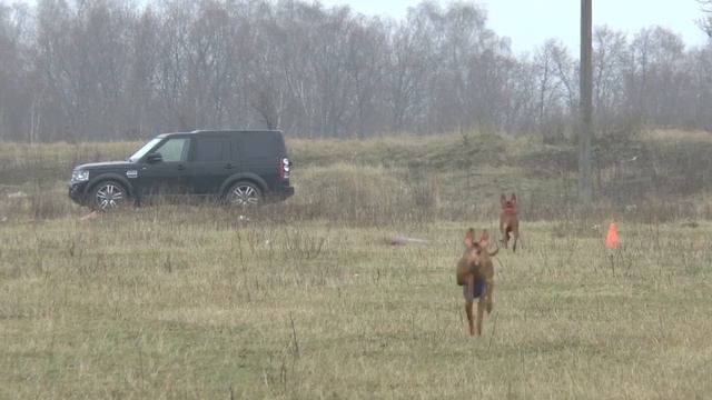 Dog passion planet -Планета собачьих страстей .mp4 смотреть онлайн