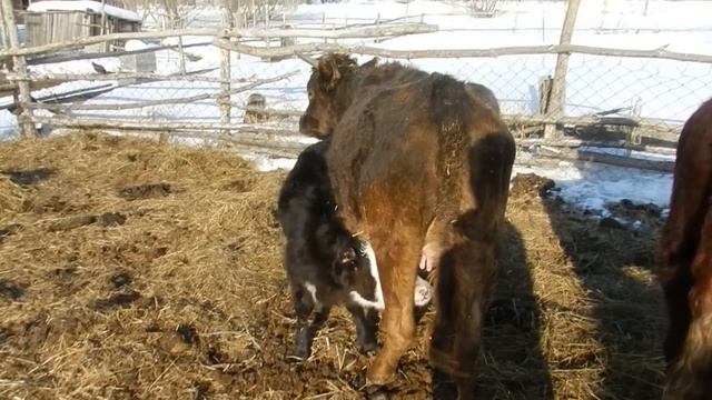 Жизнь в деревне. Телёнку неделя ( уже ест сено). Верхом на быке. смотреть онлайн