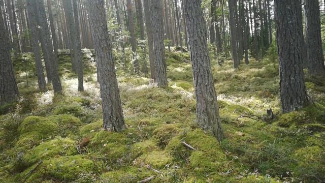 КАРЕЛИЯ // ОТДЫХ С ПАЛАТКОЙ смотреть онлайн