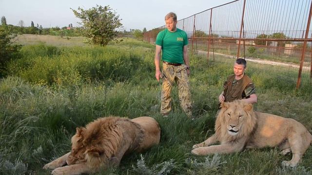 Тайган сафари парк львов в Крыму смотреть онлайн