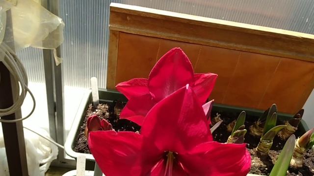 Гиппеаструмы. Цветение сеянцев Барбадос на сибистр Ла Паз, Харизма и др. I часть. смотреть онлайн