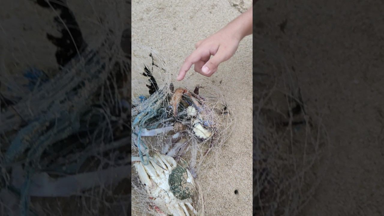 Поймала огромных крабов в сетке пляж Патонг. Таиланд 2024 за 50 тысяч с перелетом. @tutsi-dieti смотреть онлайн