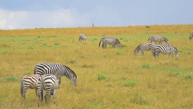 Africa & House Music - 4K Scenic Film with EDM Music смотреть онлайн