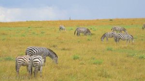 Africa & House Music - 4K Scenic Film with EDM Music