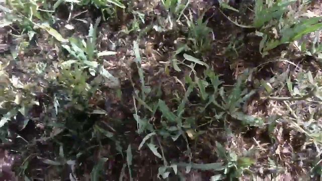 Нашествие саранчи в Лимане смотреть онлайн