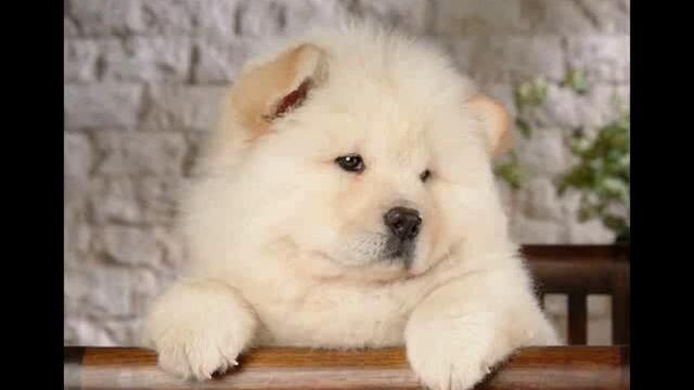 Видео про животных #2 (собаки) смотреть онлайн