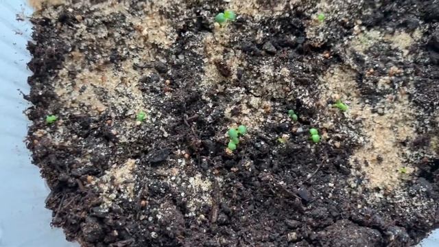 Обзор рассады в марте. Лук. Земляника. Цветы. смотреть онлайн