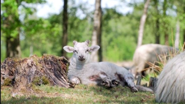 Три овечки | песенка девочки-горянки | Даргорея смотреть онлайн