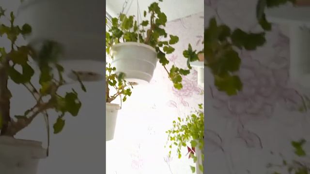 Моя оранжерея смотреть онлайн