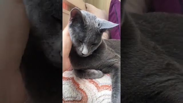 Russian Blue Cats Ruzara ? смотреть онлайн