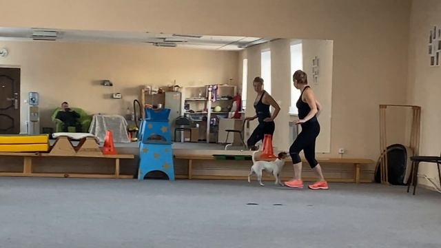 Как научить собаку командам Дрессировка собаки Танцы с собакой Терра. № 1. Элементы 25.11.2022 г. смотреть онлайн