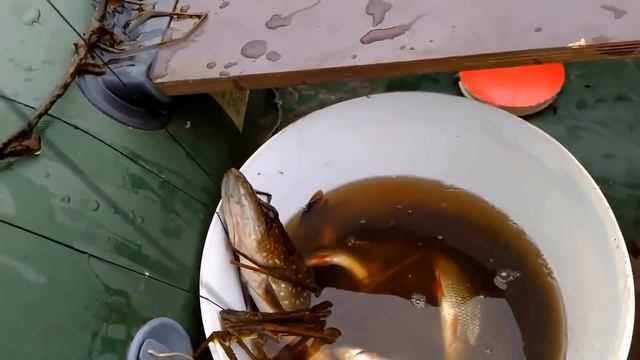 СУПЕР КЛЁВ НА УБОЙНУЮ СНАСТЬ НА ЩУКУ, ДАЛЬНОБОЙ НА РЫБАЛКЕ С ЛОДКИ И С БЕРЕГА, ЩУКА НА КРУЖКИ ХИЩНИ