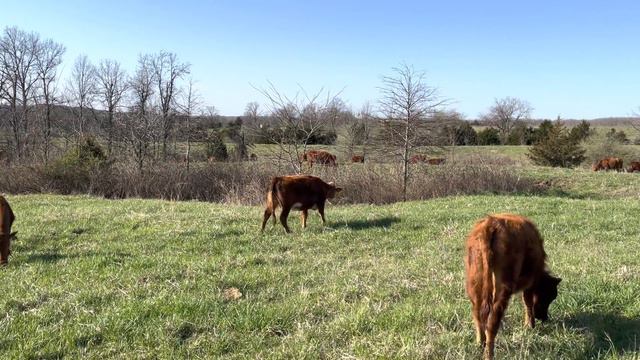 Ruminants can feed our world, no grain feeding needed. смотреть онлайн
