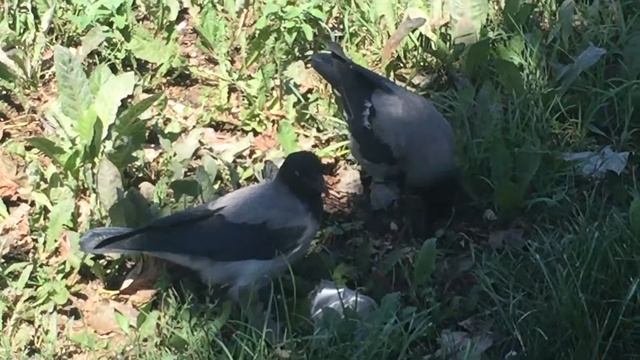 Ворон клюёт фисташки смотреть онлайн