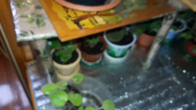 Новости по фиалкам спустя месяц смотреть онлайн