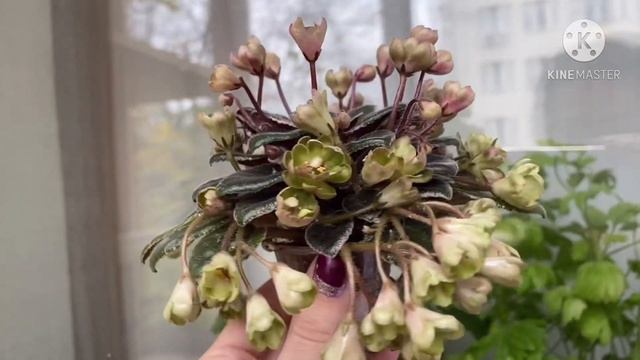 Обзор любимых сортов фиалок. Комнатные растения в ноябре 2020 смотреть онлайн