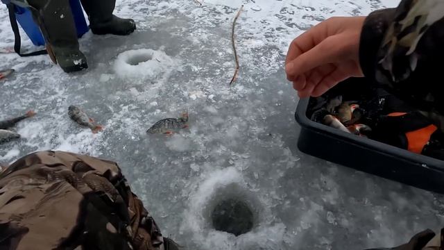 СРАЗУ ПОПАЛ В РАБОЧУЮ ЛУНКУ! БЕШЕННЫЙ КЛЁВ НЕ ПЕРЕСТАЁТ РАДОВАТЬ. Зимняя рыбалка 2023 смотреть онлайн