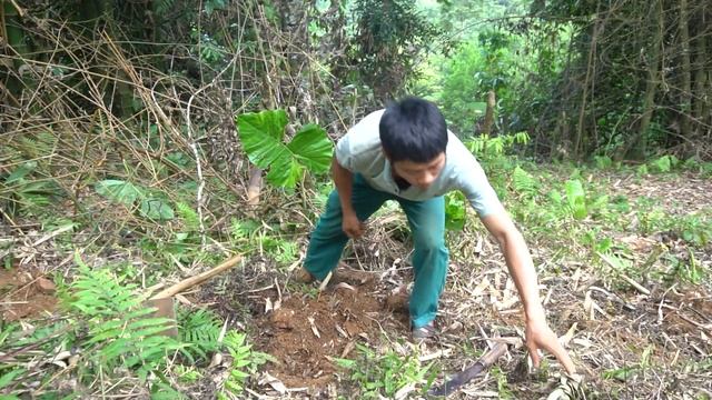 Growing bananas and pineapples around the farm, pet care, farm life | live with nature day 51 смотреть онлайн