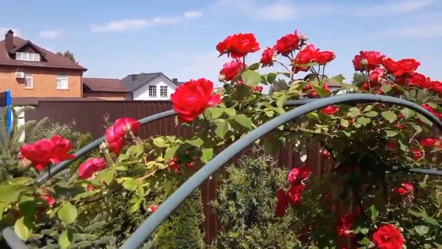 Красная плетистая роза в моем саду . Red climbing rose in my garden. смотреть онлайн