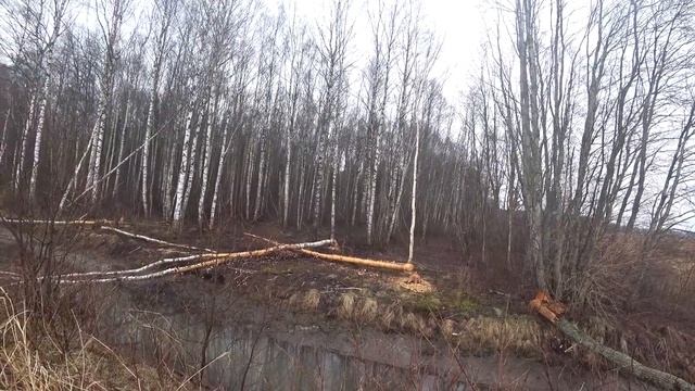 Охота #145 с трактором и таксами на бобра смотреть онлайн