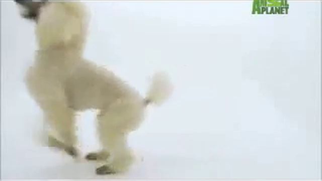 Pudel смотреть онлайн