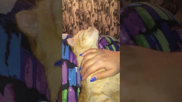 Сиси ласковая кошечка смотреть онлайн