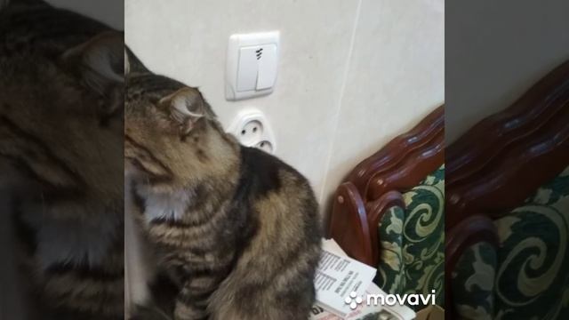 забавные стихи кота Тимофея о том как он рыбу стащил и как ему досталось.автор Светлана Григорьева смотреть онлайн