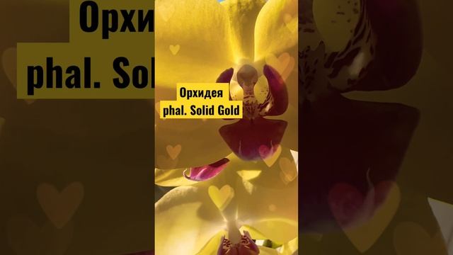 Первое домашнее цветение орхидеи. Фаленопсис Solid Gold смотреть онлайн