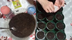 Посадка семян болгарского перца без пикировки