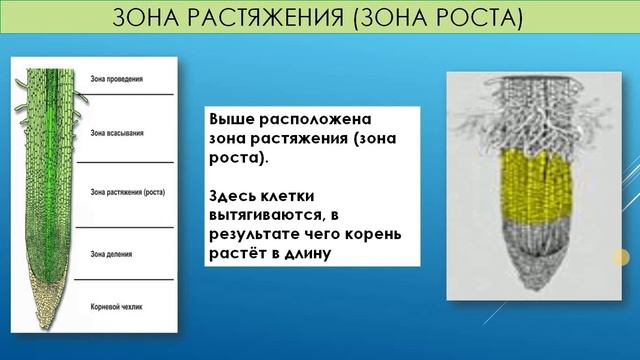 5кл_Биология_Строение корня_Овчинникова А.В. смотреть онлайн