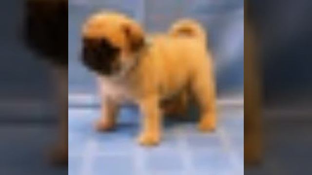 Немного о мопсах! 🐶 смотреть онлайн