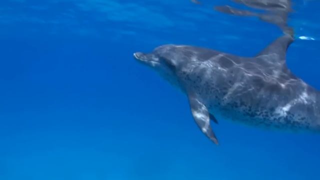 SONIDO DE DELFINES, CANTO DE DELFINES, DOLPHINS SOUND, DOLPHINS SONG. 海豚声