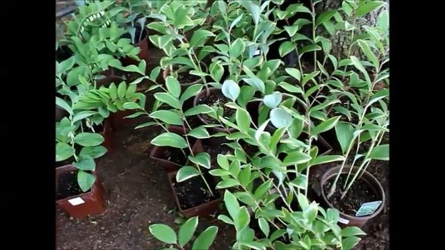 SBN Landscape Icon: Polygonatum смотреть онлайн