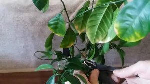 Формировка и обрезка мандарина Shaping and trimming mandarin